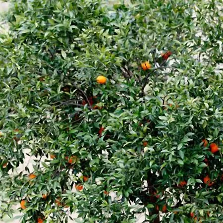 Giannone Отель типа 